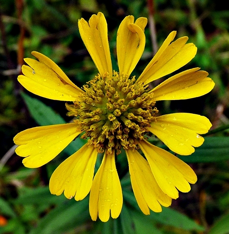 {Helenium autumnale}